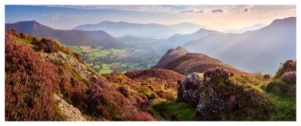 Hindscarth Heather and Hazy Light - Fine Art Print