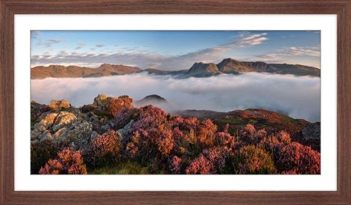 Lingmoor Heather in the Clouds - Framed