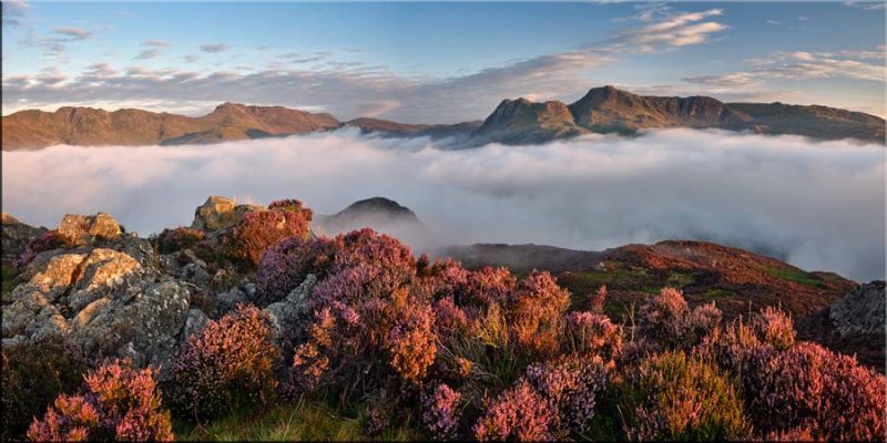 Lingmoor Heather in the Clouds - Canvas