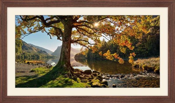 Golden Tree of Buttermere framed print with Mount