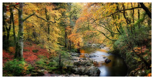 Autumn Woodlands of Eskdale - Fine Art Print