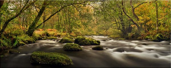 Moss on the Rocks - Canvas